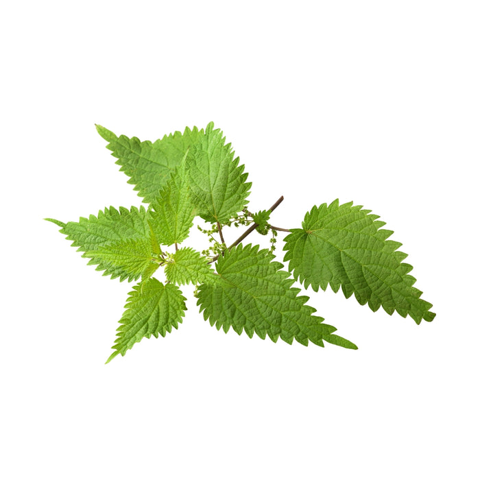 Nettle