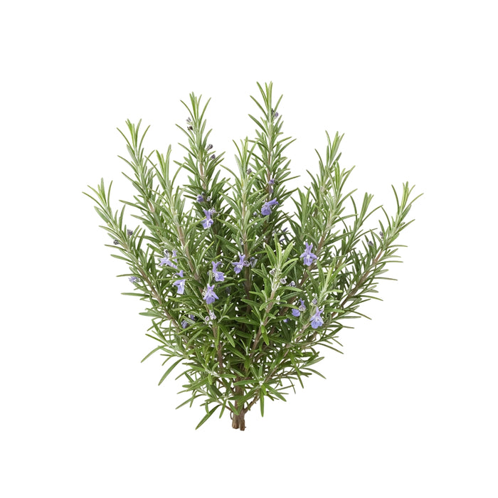 Rosemary
