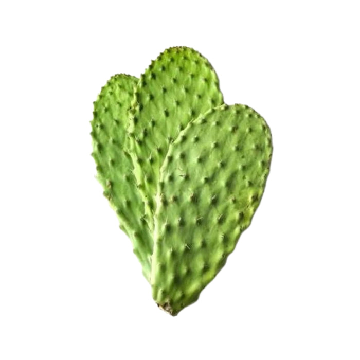 Prickly Pear